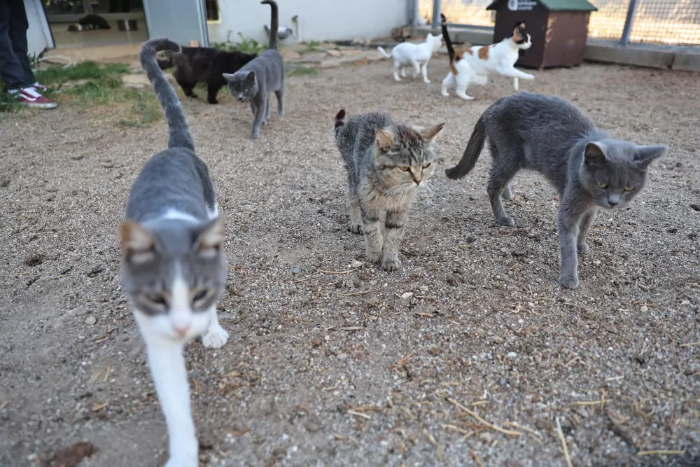 Antalya'da sokak hayvanlarına 7/24 bakım ve rehabilitasyon