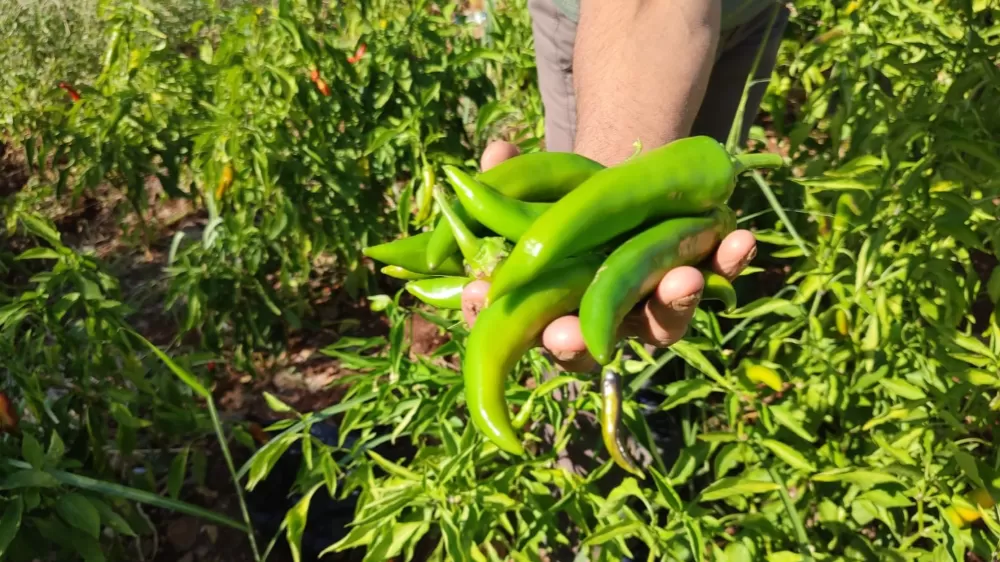 Acısıyla meşhur Kayaca biberinde hasat sona erdi