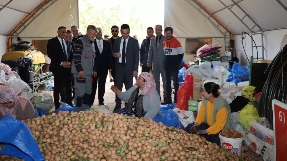 Afyonkarahisar'da ceviz hasadı başladı