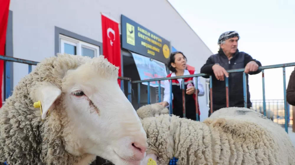  Aliağa Belediyesinden üreticiye damızlık koyun desteği