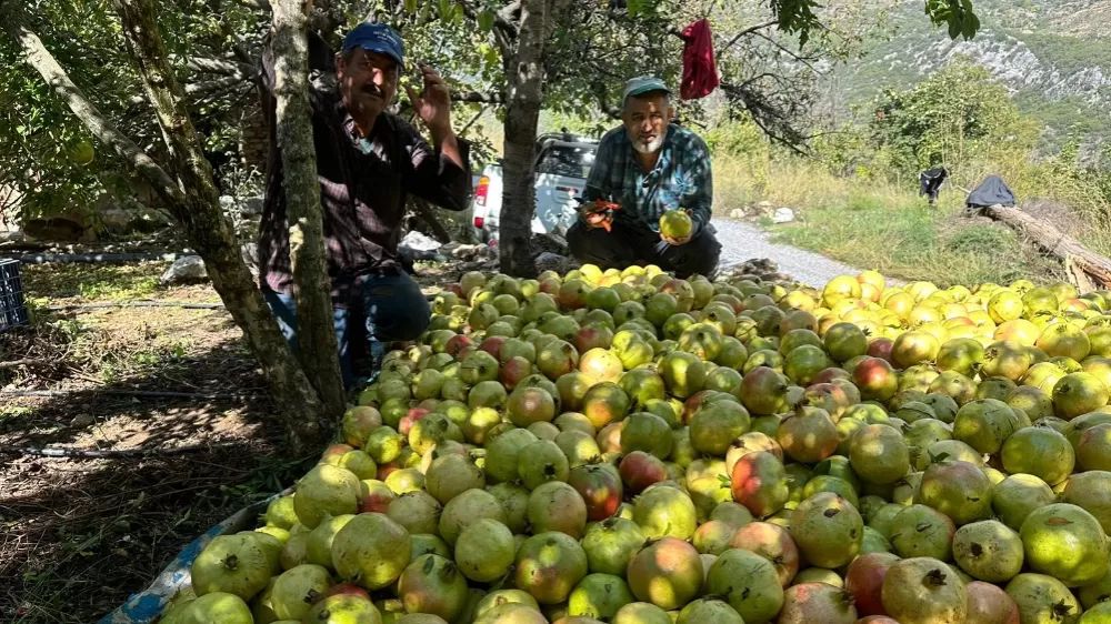 Antalya’da coğrafi işaretli çekirdeksiz narın hasadı başladı