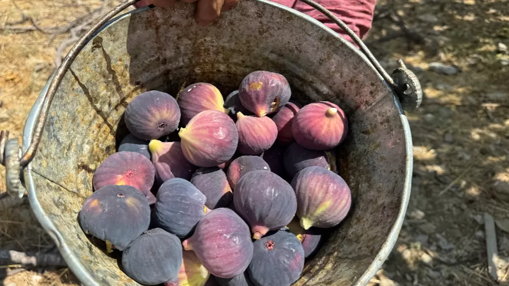 Antalya'da siyah incir hasadında sona gelindi