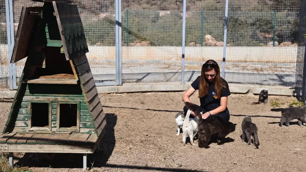 Antalya'da sokak hayvanlarına 7/24 bakım ve rehabilitasyon