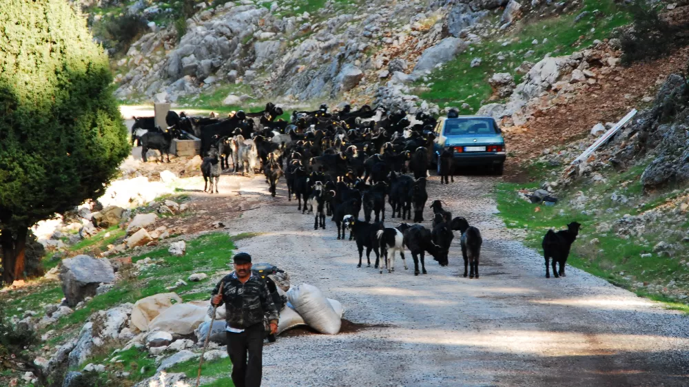 Antalya'da Yörüklerin 4 aydır kaldıkları yaylalardan dönüşleri başladı