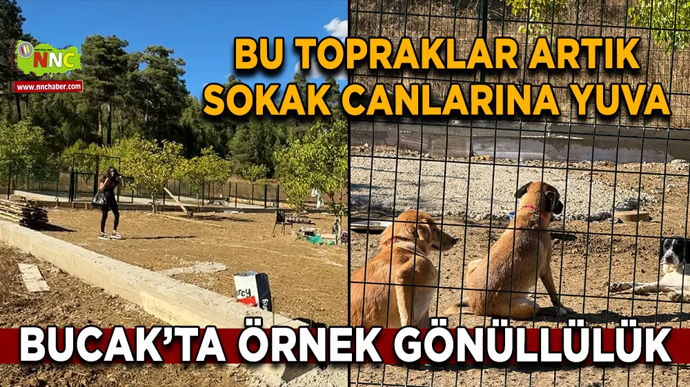 Bu topraklar artık sokak canlarına yuva Bucak’ta örnek gönüllülük