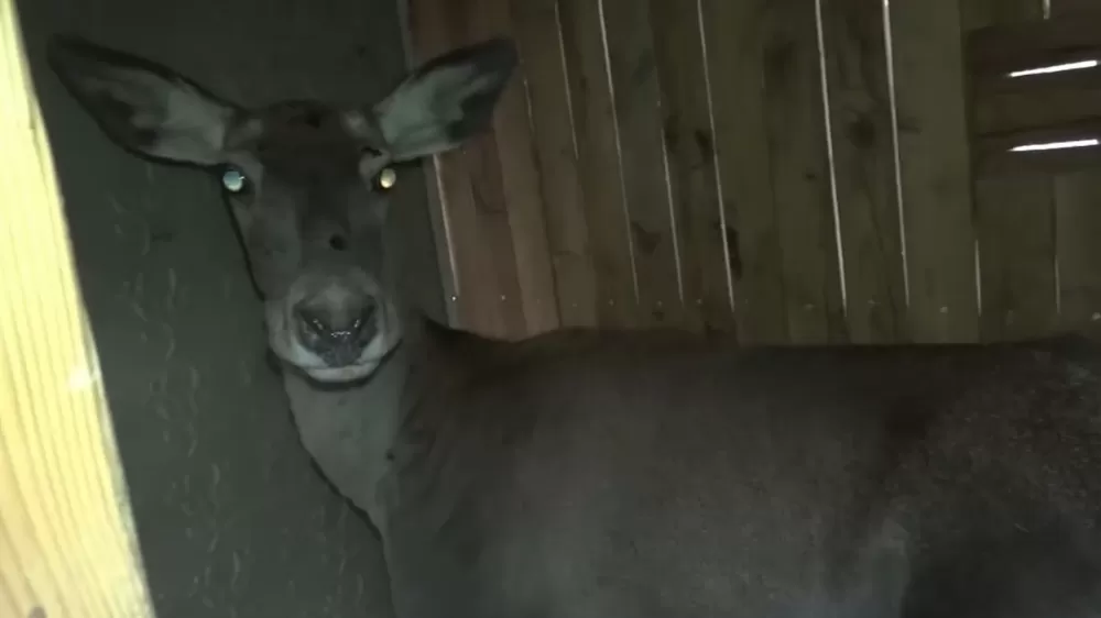 Bursa'daki 3 kızıl geyik, doğal yaşam alanına kavuştu