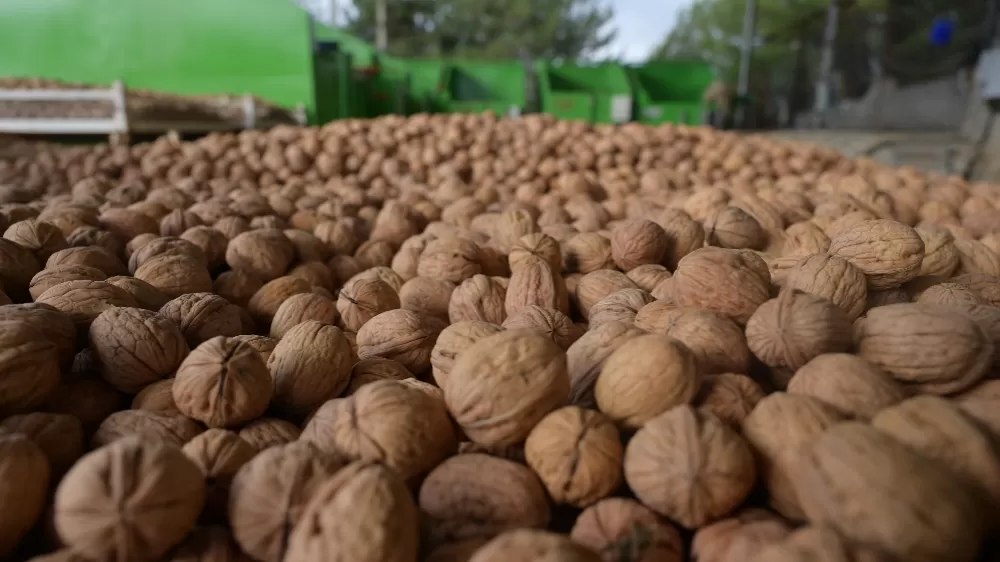 Denizli'de sezonun ilk ceviz hasadı Tavas'ta yapıldı