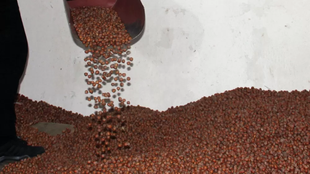 Fındıkta serbest piyasa düşüşte, Tarım Kredi en yüksek alımı yapıyor