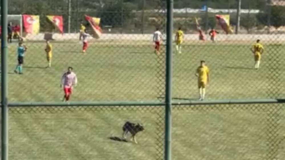 Isparta'da amatör maçta sahaya köpek girince oyun durdu