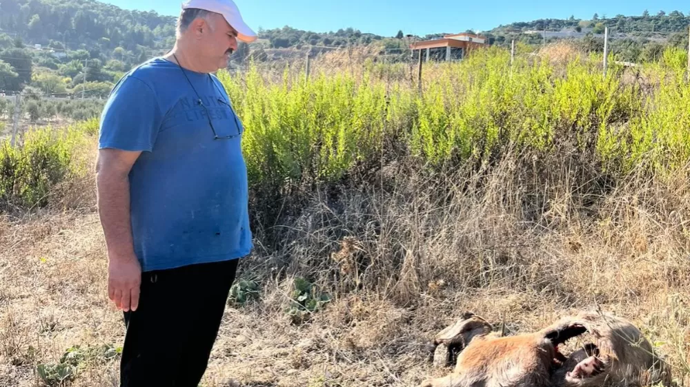 İstanbul'a bir günlüğüne iş seyahatine gitti, döndüğüne keçilerini parçalanmış halde buldu