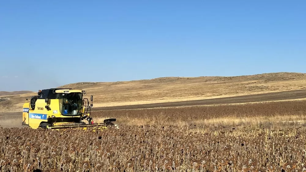 Kars’ta Ayçiçeği hasadı başladı