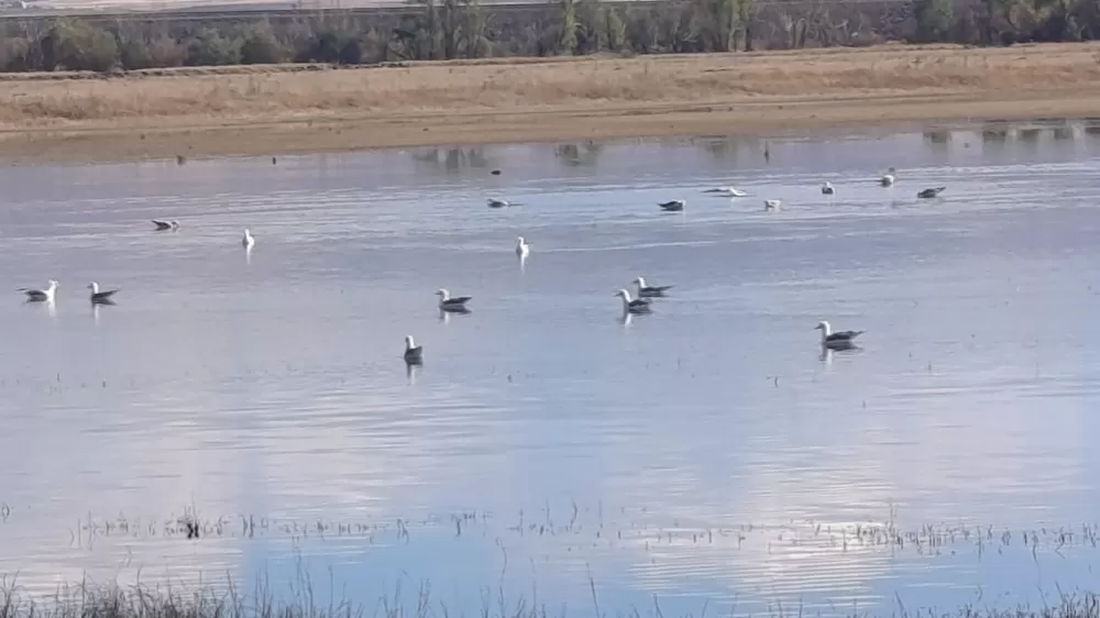 Kars'ta sulak alanlar yaban kuşlarını ağırlıyor