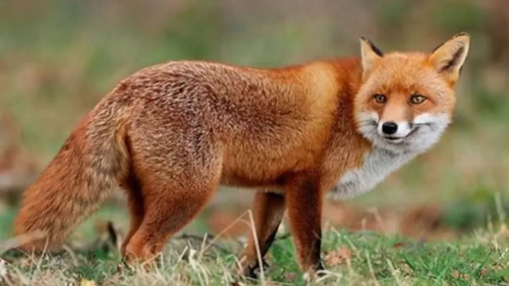  Malatya’da yaban hayvanları havadan aşılanacak