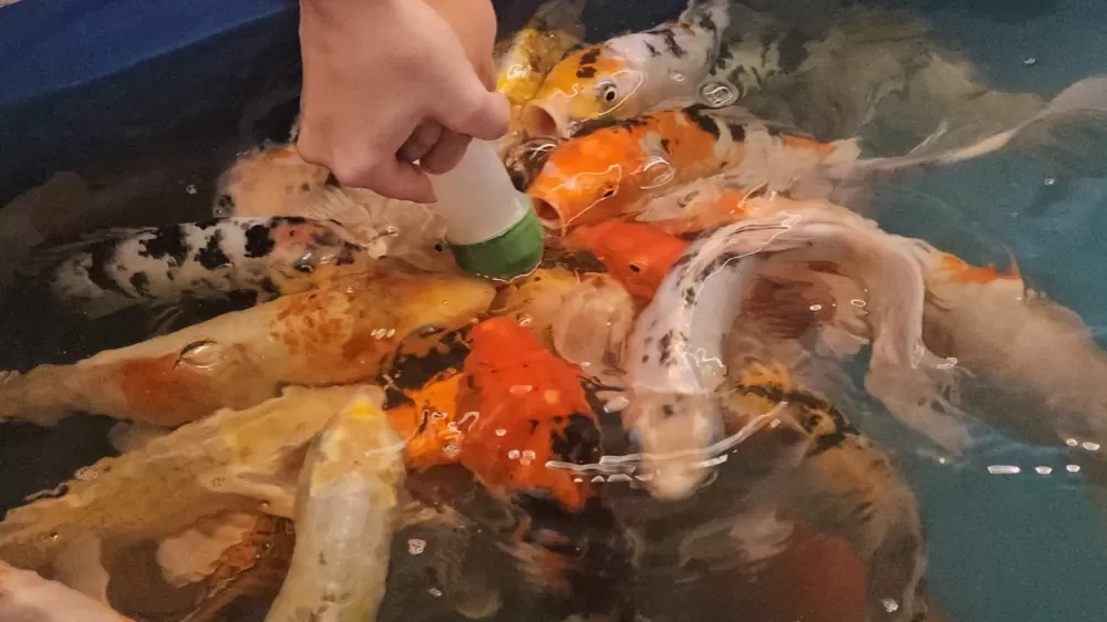 Minikler hem eğlendi hem de biberonla balık besledi