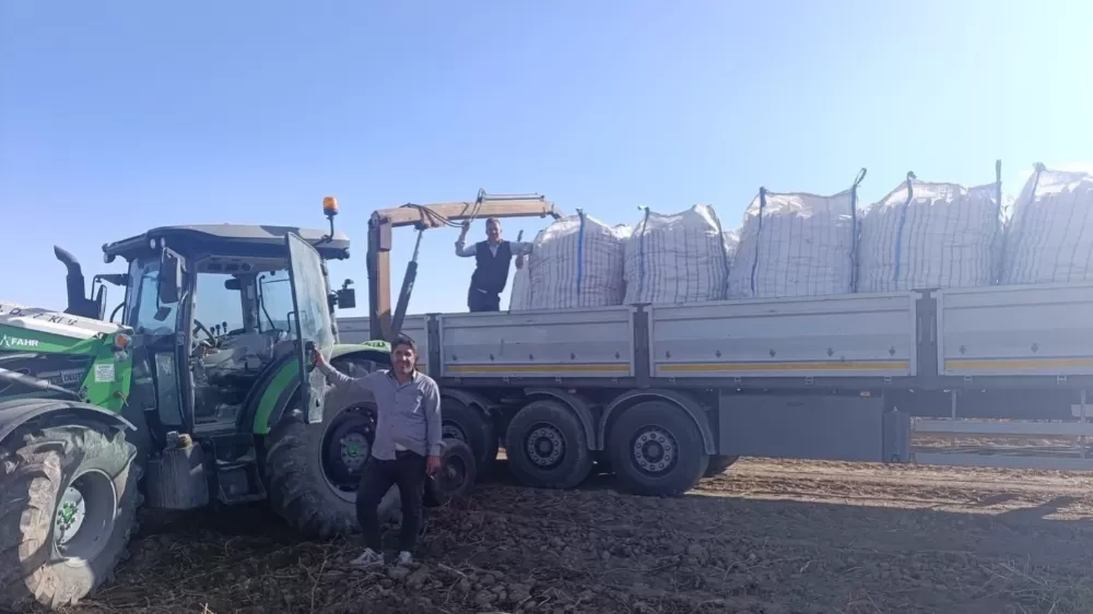 Patnos'ta patates hasadı başladı