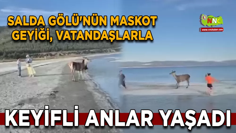 Salda Gölü'nün maskot geyiği, vatandaşlarla keyifli anlar yaşadı