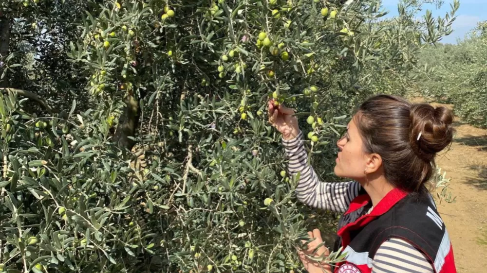 Salihli'de zeytin sineğine karşı acil uyarı