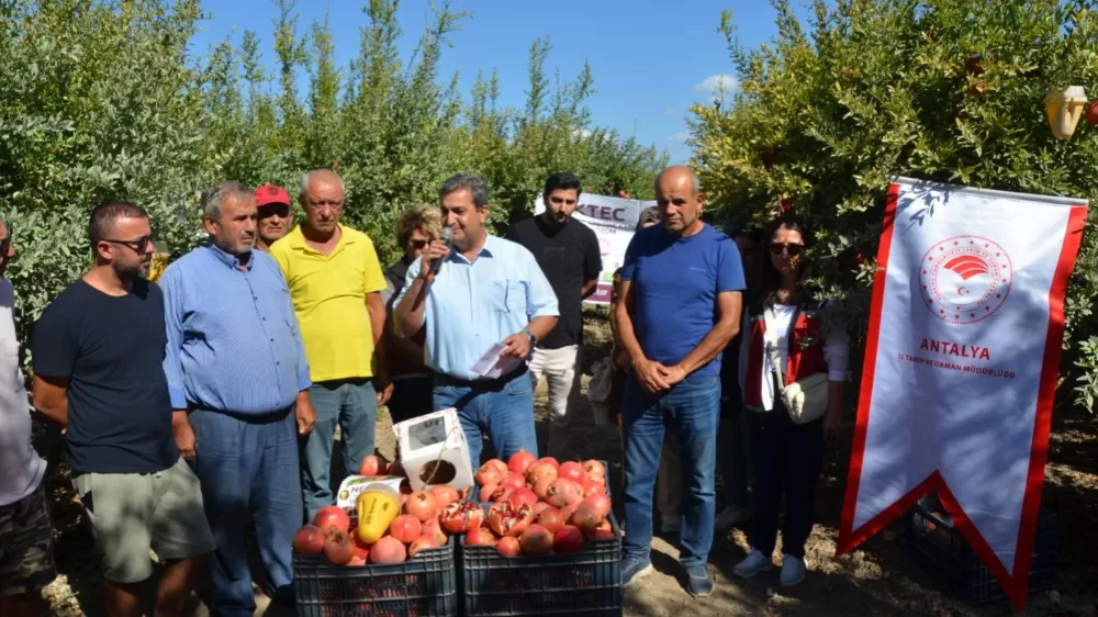 Serik’te nar hasadı başladı