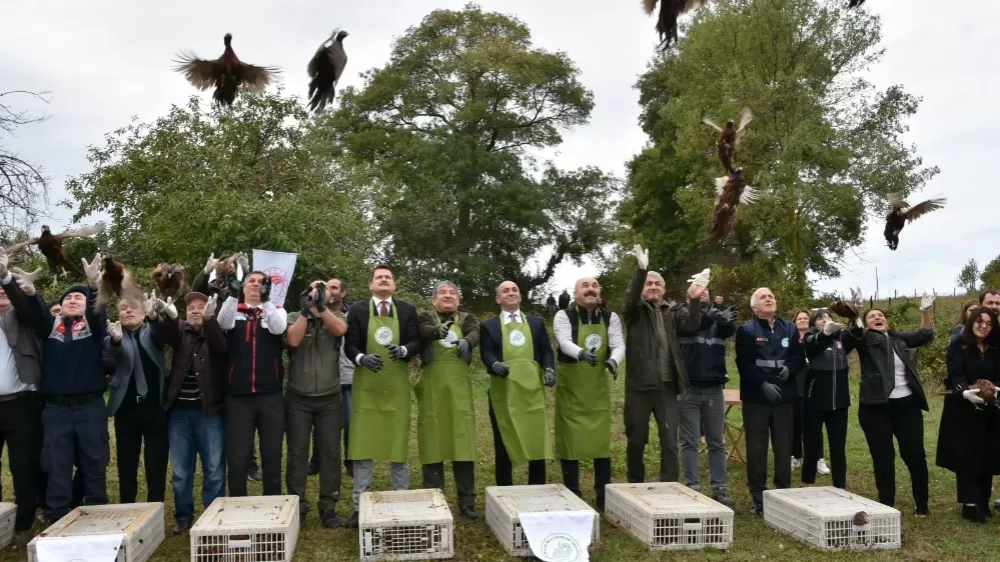 Sinop'ta 250 sülün kuşu doğaya bırakıldı