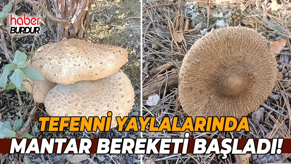 Tefenni'de mantar sezonu açıldı Yayalara vatandaşlar akın etti