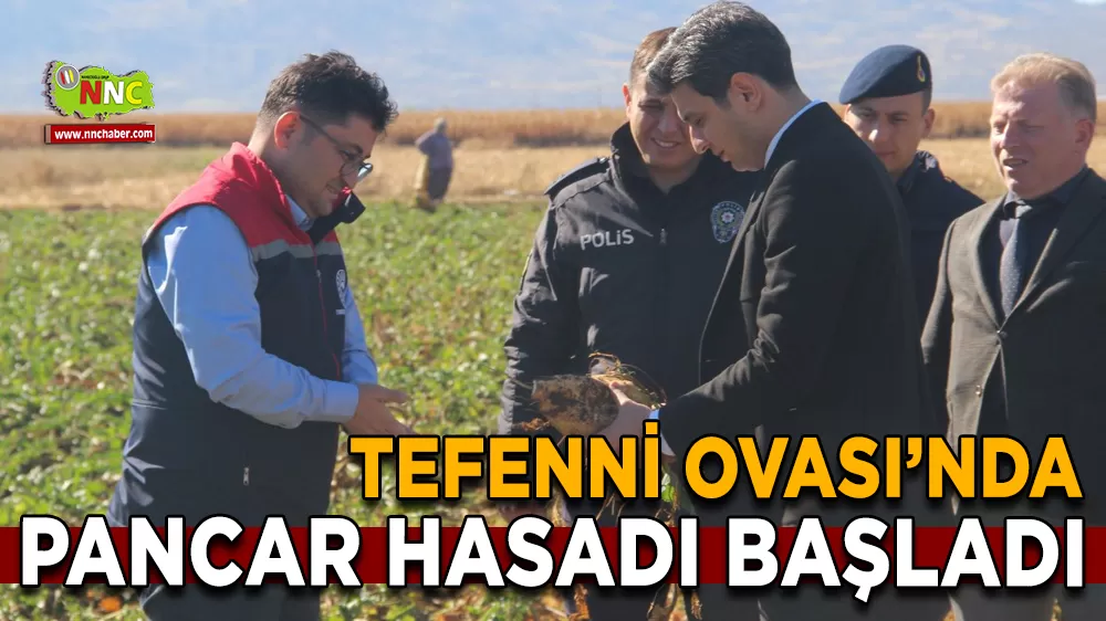 Tefenni Ovası’nda pancar hasadı başladı