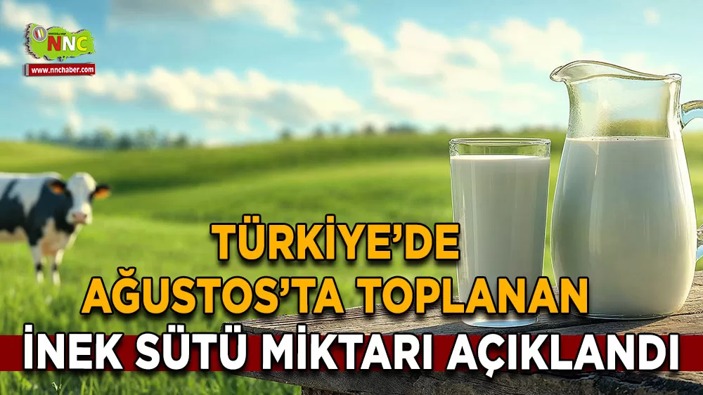 Türkiye’de Ağustos’ta toplanan inek sütü miktarı açıklandı