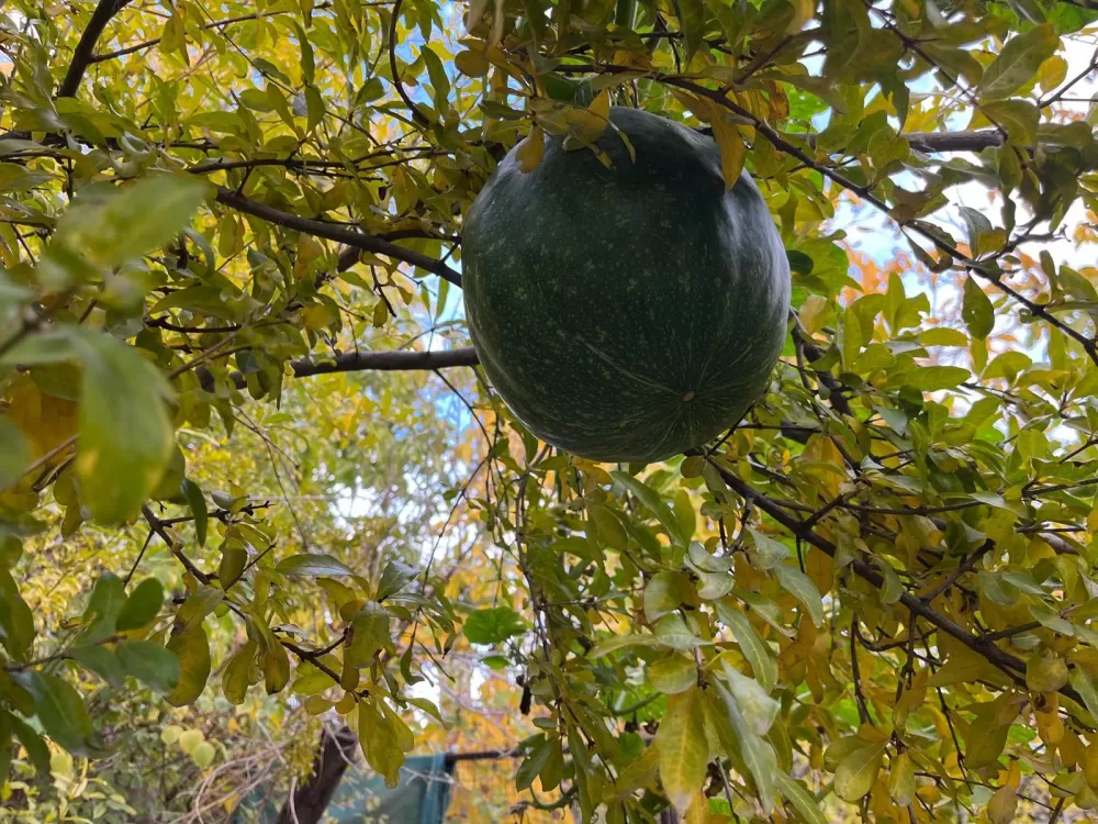 Bahçeye ektiği kabak, nar ağacının tepesinde meyve verdi
