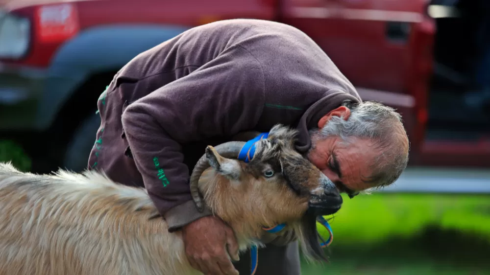 3 keçisini kurtlar yiyen yaşlı adam, mahsur kaldığı uçurumdan kurtarılan son keçisine sarılıp doyasıya öptü