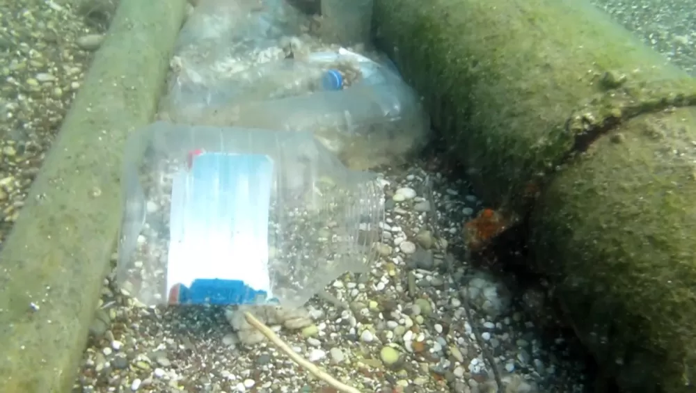 Sigara izmaritleri denizde pamuk tarlasına dönüştü