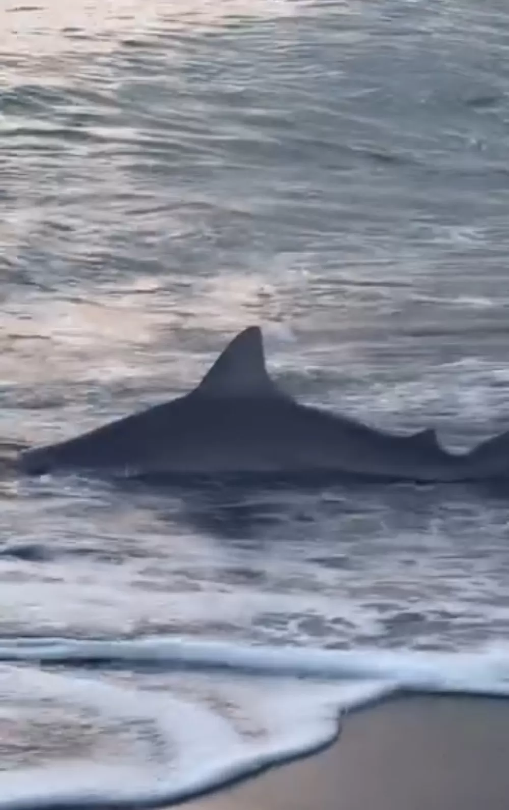 Amatör kıyı balıkçısının oltasına köpek balığı takıldı