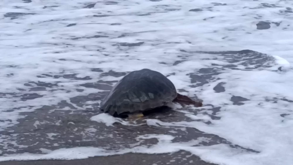 Antalya'da yaralı bulunan Caretta caretta tedavisinin ardından yeniden özgürlüğe kavuştu