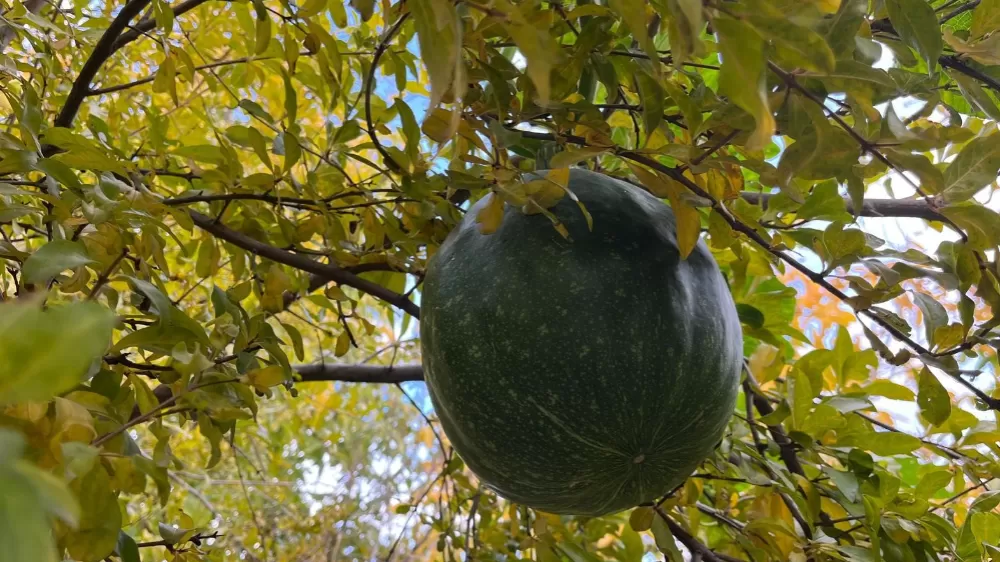 Bahçeye ektiği kabak, nar ağacının tepesinde meyve verdi