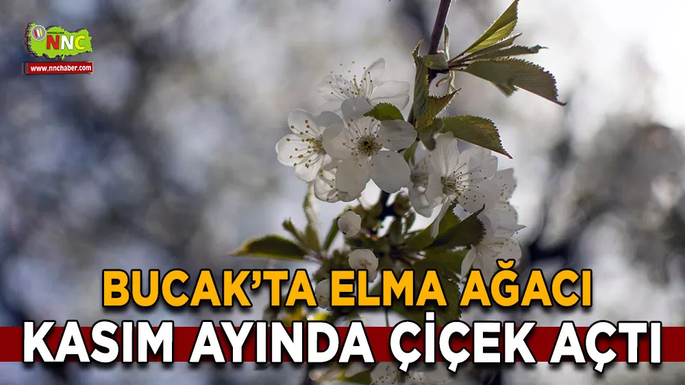 Bucak'ta elma ağacı Kasım'da çiçeklendi
