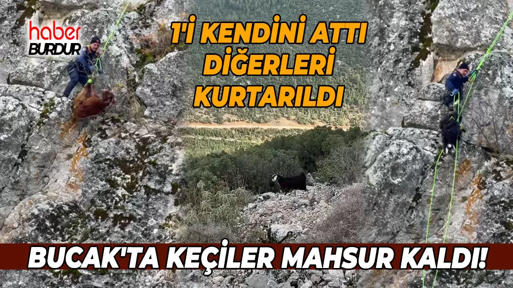 Bucak'ta keçiler mahsur kaldı! 1'i kendini attı diğerleri kurtarıldı