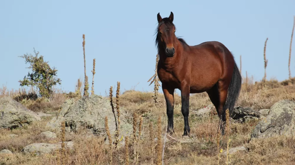 Bulutların dansı ve yılkı atları dron ile görüntülendi