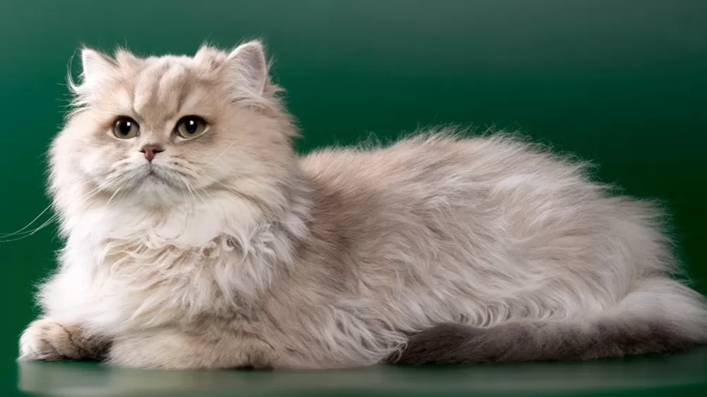 Chinchilla Kedisi Özellikleri, Bakımı ve Beslenmesi