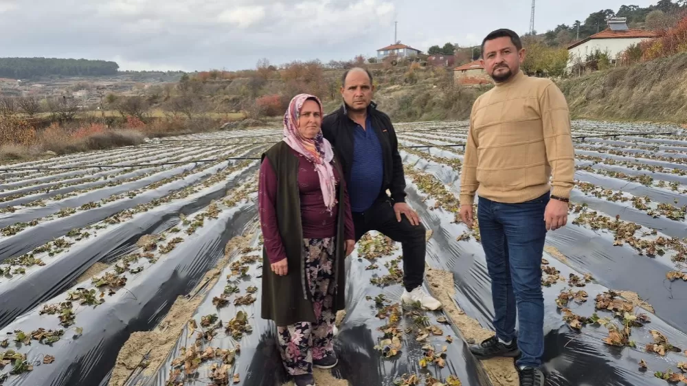 Çilek üreticilerinin tarlada hummalı çalışması devam ediyor