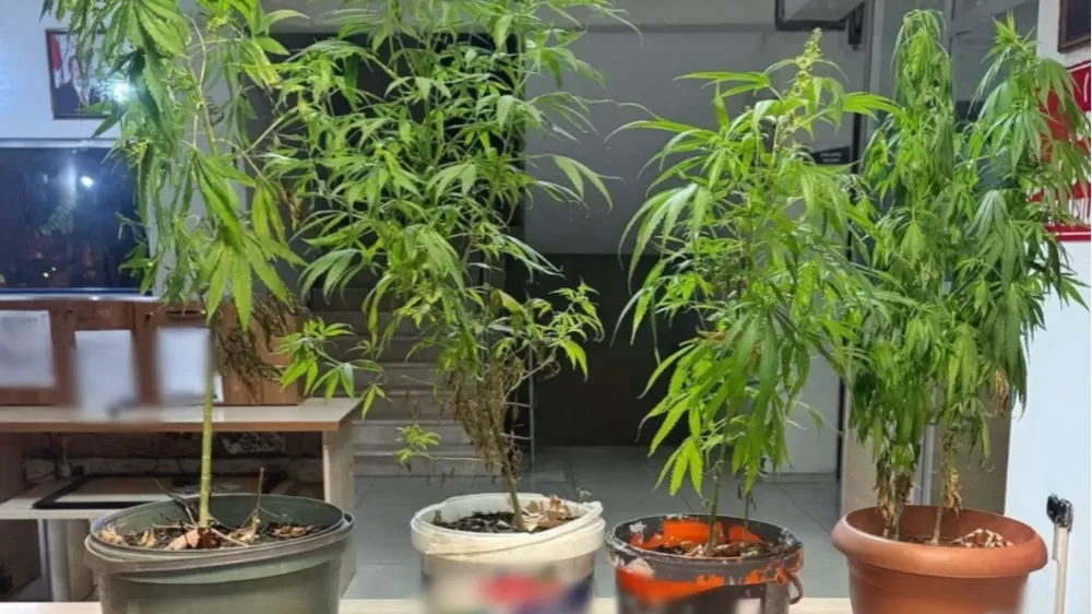 Polis saksılar da yetiştirilen kenevir ele geçirildi