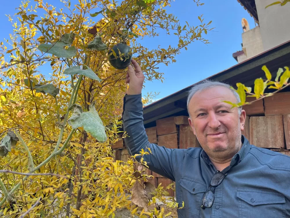 Bahçeye ektiği kabak, nar ağacının tepesinde meyve verdi