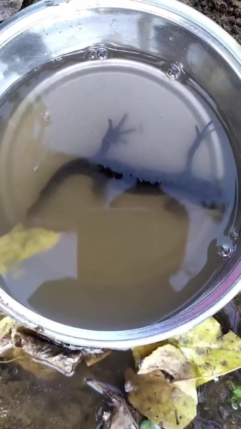 Su çektiği kuyudan semenderler çıktı