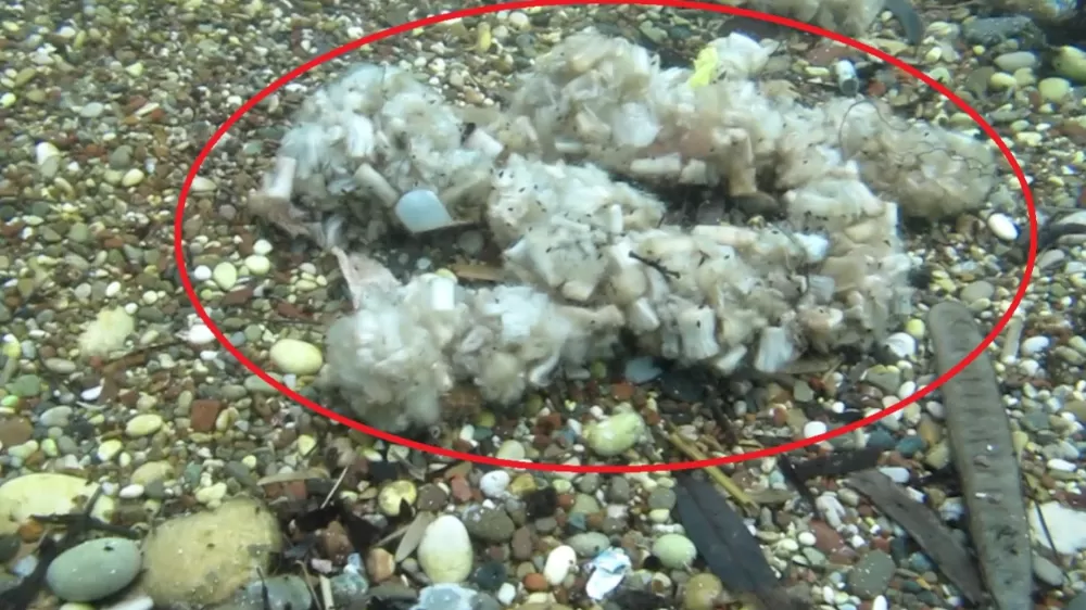 Sigara izmaritleri denizde pamuk tarlasına dönüştü