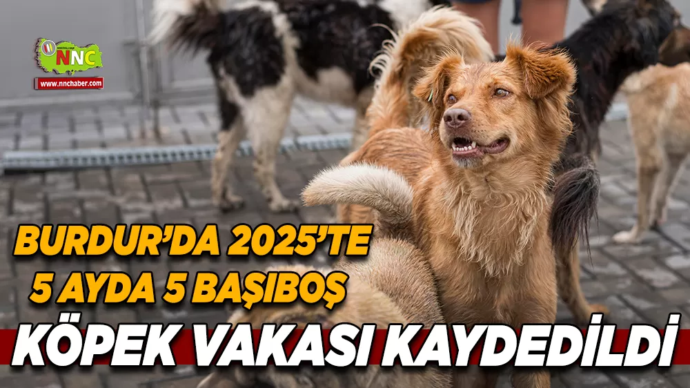 Sokak köpekleri Burdur’da gündemde Çözüm arayışları sürüyor