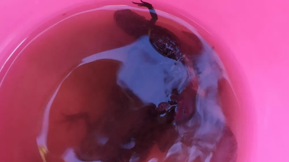 Su çektiği kuyudan semenderler çıktı