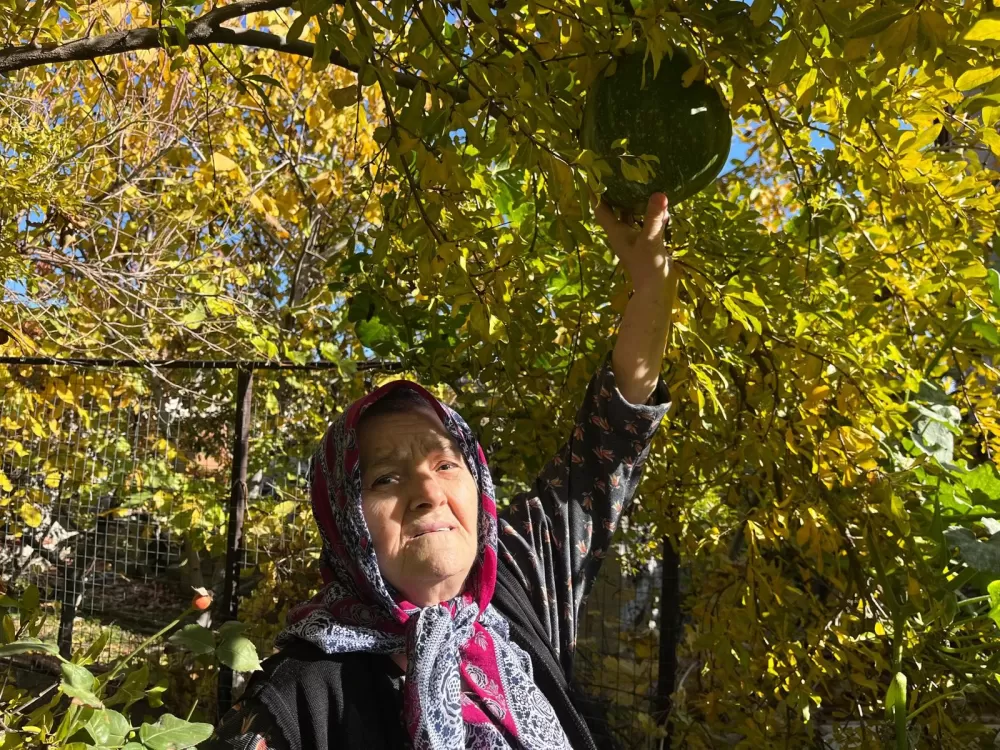 Bahçeye ektiği kabak, nar ağacının tepesinde meyve verdi