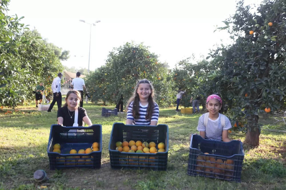 Dokumapark’tan toplanan portakallar vatandaşlarla paylaşıldı