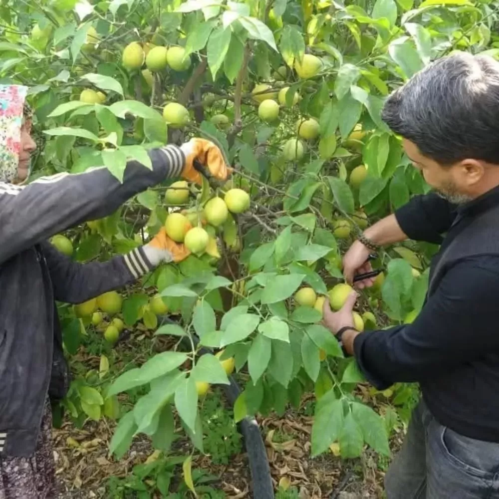 Mersin Erdemli’de limon hasadı başladı Limon Bahçede kaç Lira