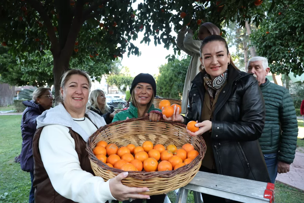 Antalya'nın turunçları Korkuteli'nden sofralara uzanıyor