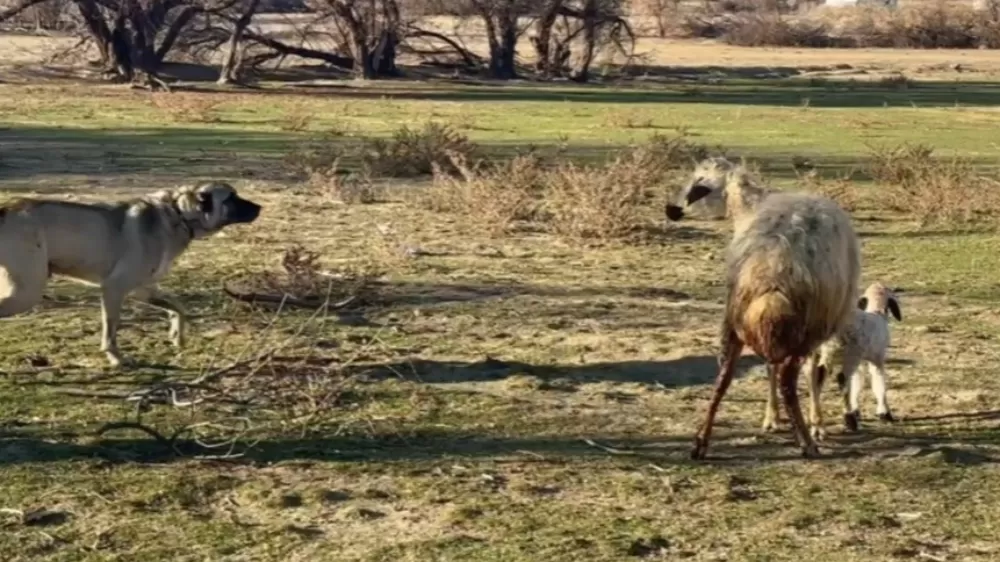  Anne koyun kuzusunu köpeğe karşı böyle korudu 