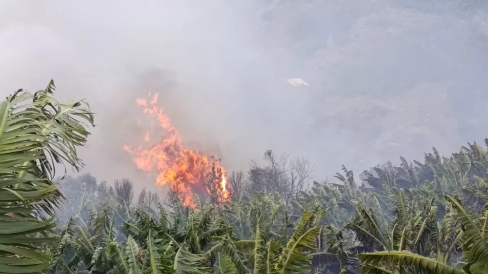 Antalya'da muz bahçesi yangını