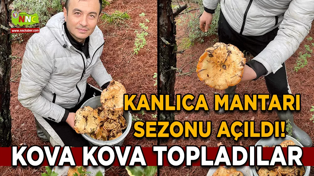 Kanlıca Mantarı sezonu açıldı! Kova kova topladılar